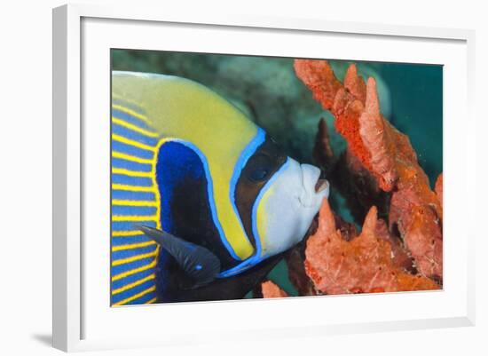 Emperor Angelfish (Pomacanthus Imperator) Close-Up-Mark Doherty-Framed Photographic Print