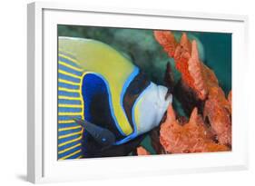 Emperor Angelfish (Pomacanthus Imperator) Close-Up-Mark Doherty-Framed Photographic Print