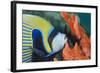 Emperor Angelfish (Pomacanthus Imperator) Close-Up-Mark Doherty-Framed Photographic Print