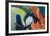 Emperor Angelfish (Pomacanthus Imperator) Close-Up-Mark Doherty-Framed Photographic Print