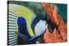 Emperor Angelfish (Pomacanthus Imperator) Close-Up-Mark Doherty-Stretched Canvas