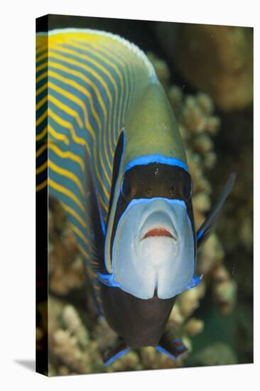 Emperor Angelfish (Pomacanthus Imperator) Close-Up-Mark Doherty-Stretched Canvas