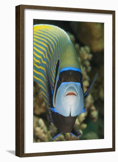 Emperor Angelfish (Pomacanthus Imperator) Close-Up-Mark Doherty-Framed Photographic Print