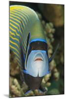 Emperor Angelfish (Pomacanthus Imperator) Close-Up-Mark Doherty-Mounted Photographic Print