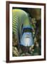 Emperor Angelfish (Pomacanthus Imperator) Close-Up-Mark Doherty-Framed Photographic Print
