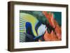 Emperor Angelfish (Pomacanthus Imperator) Close-Up-Mark Doherty-Framed Photographic Print