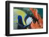 Emperor Angelfish (Pomacanthus Imperator) Close-Up-Mark Doherty-Framed Photographic Print