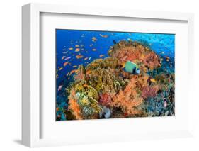 Emperor angelfish swimming in front of Fire corals, Egypt.-Alex Mustard-Framed Photographic Print