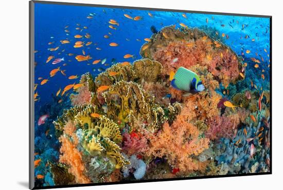 Emperor angelfish swimming in front of Fire corals, Egypt.-Alex Mustard-Mounted Photographic Print