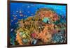 Emperor angelfish swimming in front of Fire corals, Egypt.-Alex Mustard-Framed Photographic Print