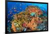 Emperor angelfish swimming in front of Fire corals, Egypt.-Alex Mustard-Framed Photographic Print