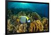 Emperor angelfish swimming over garden of Fire corals, Egypt-Alex Mustard-Framed Photographic Print