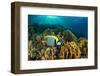 Emperor angelfish swimming over garden of Fire corals, Egypt-Alex Mustard-Framed Photographic Print