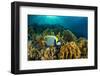 Emperor angelfish swimming over garden of Fire corals, Egypt-Alex Mustard-Framed Photographic Print