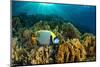 Emperor angelfish swimming over garden of Fire corals, Egypt-Alex Mustard-Mounted Photographic Print
