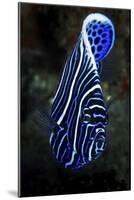 Emperor Angelfish-Barathieu Gabriel-Mounted Giclee Print