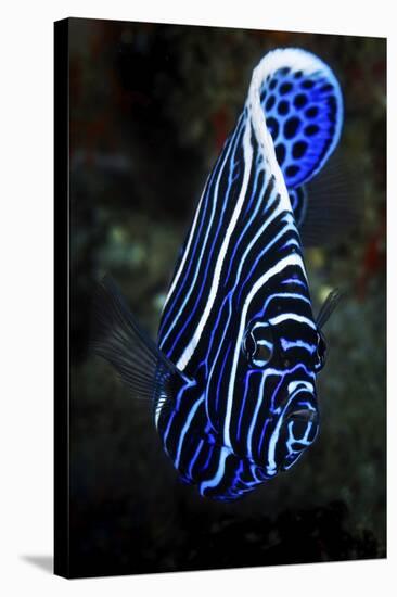 Emperor Angelfish-Barathieu Gabriel-Stretched Canvas