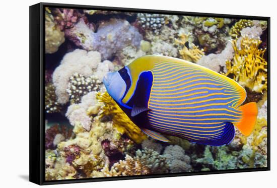 Emperor Angelfish-Georgette Douwma-Framed Stretched Canvas