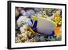 Emperor Angelfish-Georgette Douwma-Framed Premium Photographic Print