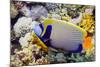 Emperor Angelfish-Georgette Douwma-Mounted Premium Photographic Print