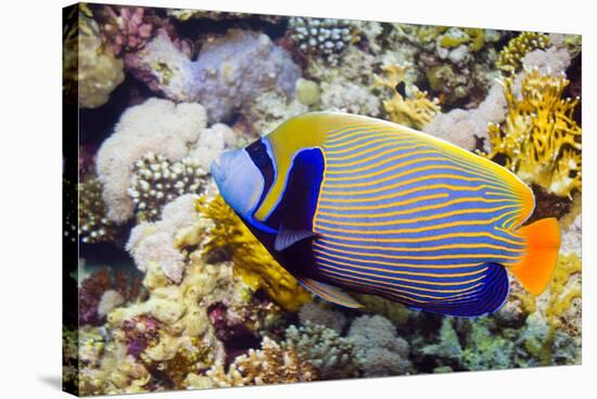 Emperor Angelfish-Georgette Douwma-Stretched Canvas