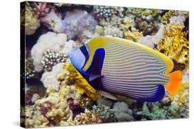 Emperor Angelfish-Georgette Douwma-Stretched Canvas