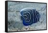 Emperor Angelfish-Matthew Oldfield-Framed Stretched Canvas