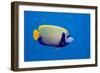 Emperor Angelfish-Georgette Douwma-Framed Photographic Print