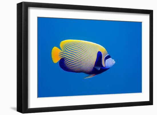 Emperor Angelfish-Georgette Douwma-Framed Photographic Print