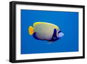 Emperor Angelfish-Georgette Douwma-Framed Photographic Print