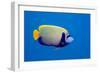 Emperor Angelfish-Georgette Douwma-Framed Photographic Print