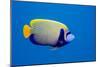 Emperor Angelfish-Georgette Douwma-Mounted Photographic Print