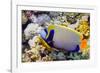 Emperor Angelfish-Georgette Douwma-Framed Photographic Print