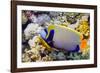 Emperor Angelfish-Georgette Douwma-Framed Photographic Print