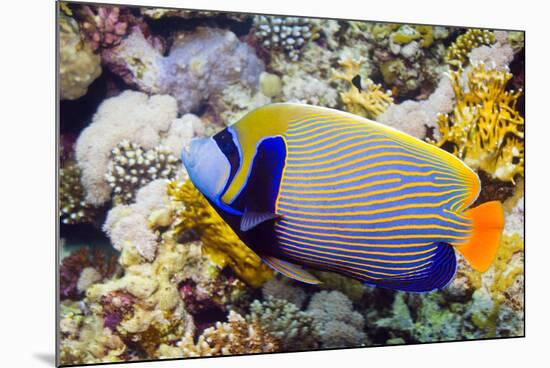 Emperor Angelfish-Georgette Douwma-Mounted Photographic Print