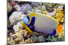 Emperor Angelfish-Georgette Douwma-Mounted Photographic Print