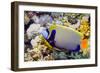 Emperor Angelfish-Georgette Douwma-Framed Photographic Print