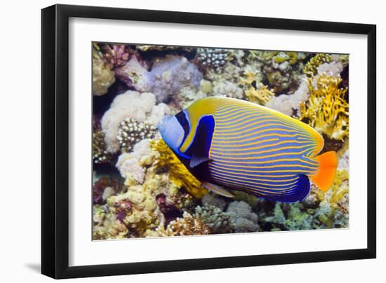 Emperor Angelfish-Georgette Douwma-Framed Photographic Print