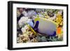 Emperor Angelfish-Georgette Douwma-Framed Photographic Print