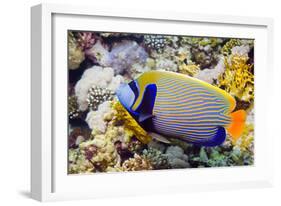 Emperor Angelfish-Georgette Douwma-Framed Photographic Print