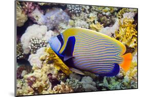 Emperor Angelfish-Georgette Douwma-Mounted Photographic Print