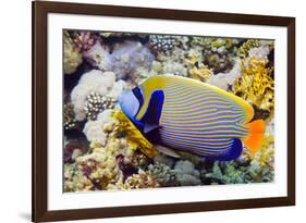 Emperor Angelfish-Georgette Douwma-Framed Photographic Print