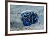 Emperor Angelfish-Matthew Oldfield-Framed Photographic Print