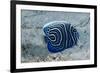 Emperor Angelfish-Matthew Oldfield-Framed Photographic Print