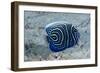 Emperor Angelfish-Matthew Oldfield-Framed Photographic Print