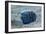 Emperor Angelfish-Matthew Oldfield-Framed Photographic Print