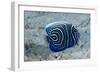 Emperor Angelfish-Matthew Oldfield-Framed Photographic Print