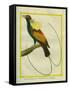 Emperor Bird-Of-Paradise-Georges-Louis Buffon-Framed Stretched Canvas