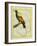 Emperor Bird-Of-Paradise-Georges-Louis Buffon-Framed Giclee Print