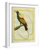 Emperor Bird-Of-Paradise-Georges-Louis Buffon-Framed Giclee Print